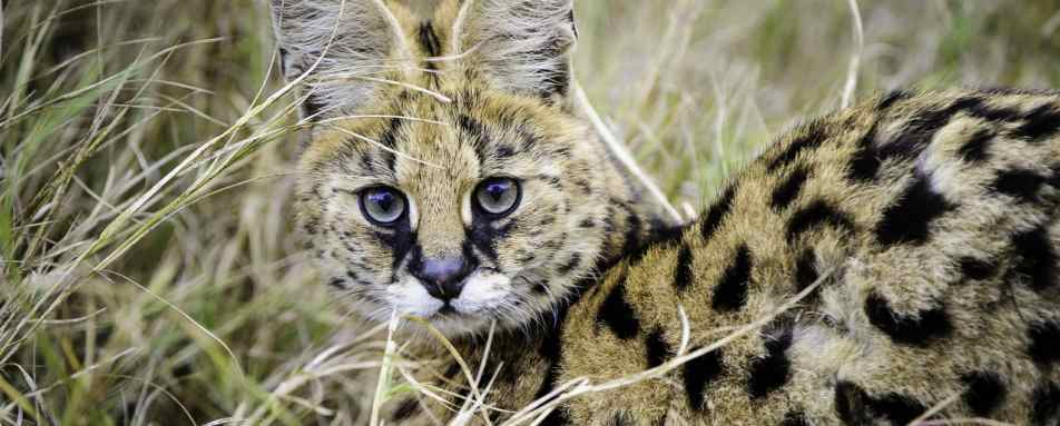 Serval - Mombo Camp