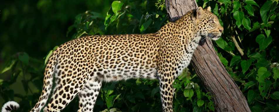 Leopard on the lookout - Qorokwe
