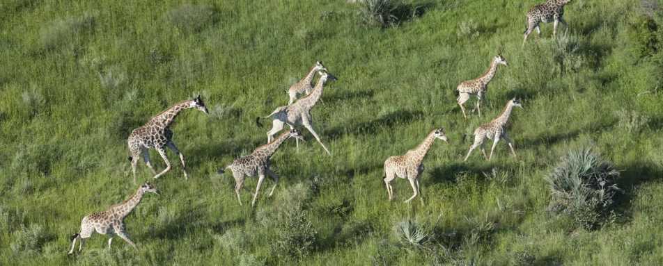 Giraffe aerial view - Gorokwe