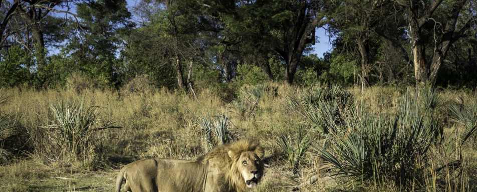 Lion - Qorokwe Concession