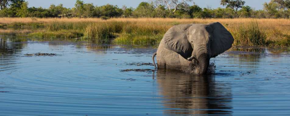 Elephant in river 