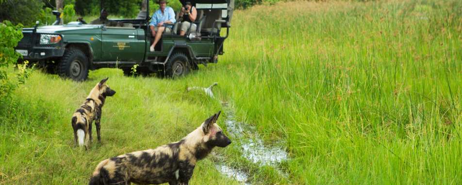 Wild dogs on game drive 
