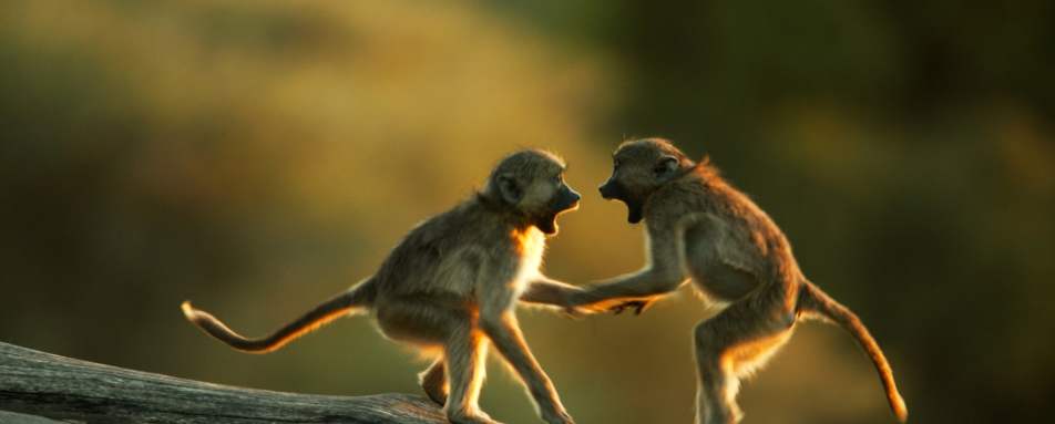 Baby baboons 