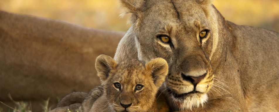 Lioness and cub 