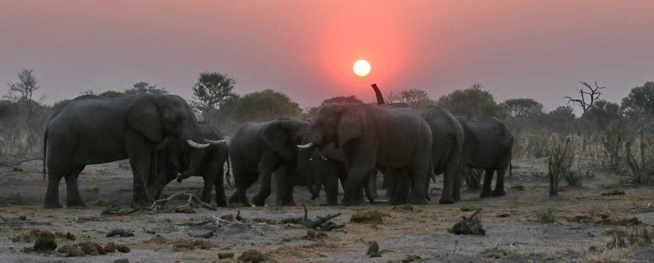 Elephants and sunset - Sky Beds