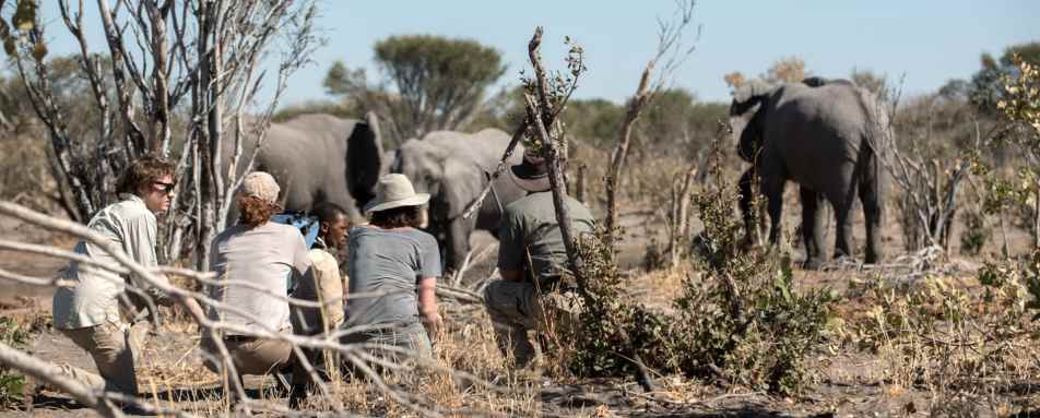 Elephants - Sky Beds