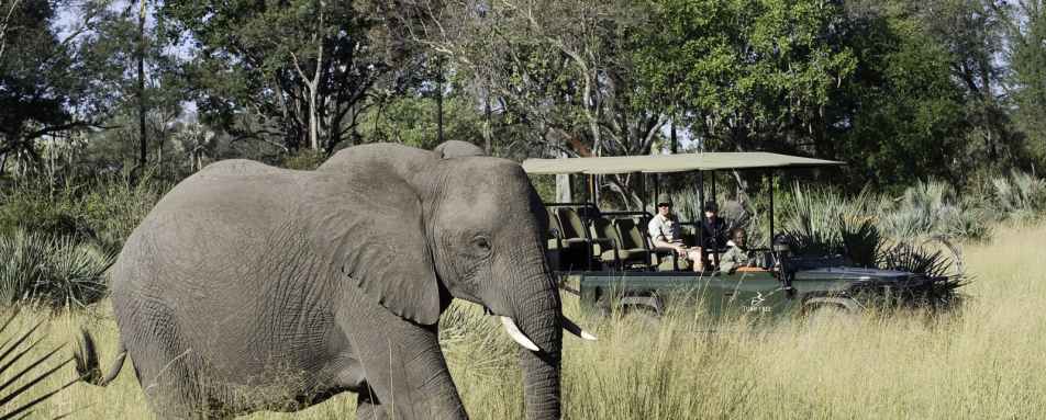 Elephant on a game drive - Tubu Tree Camp