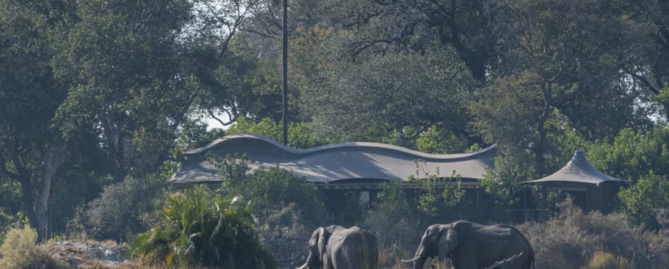 Elephants in camp 