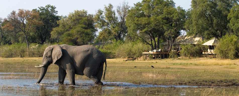 Elephant in front of the Camp - Zarafa