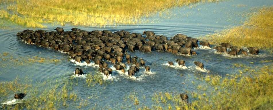 Buffalo - Wild Botswana Riding Safari