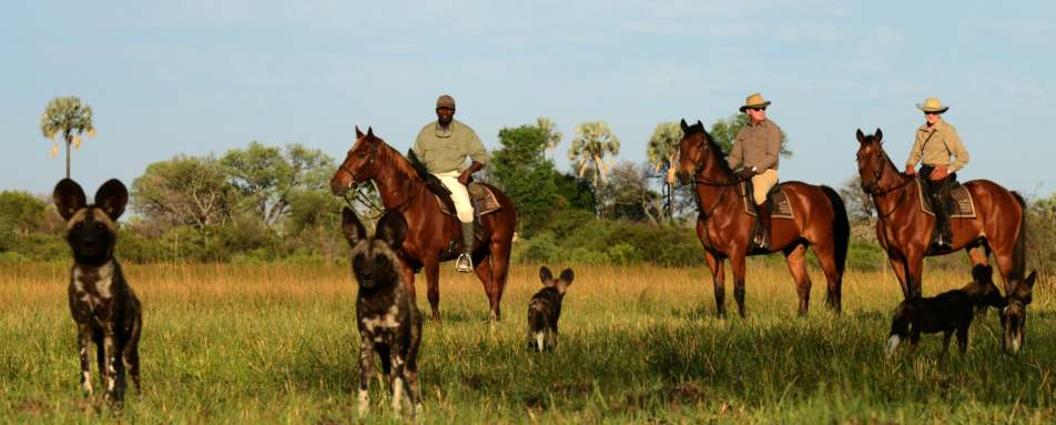 Riding with wild dog - Wild Botswana Riding Safari