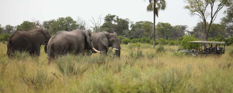Game drive with elephant