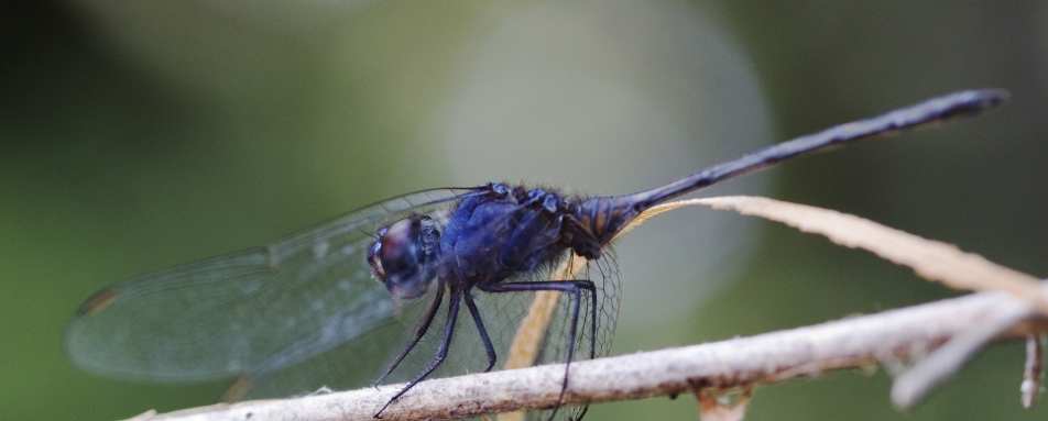 Dragonfly - Botswana Honeymoon