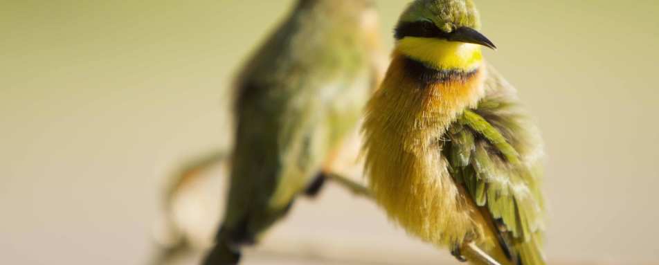 Bird - Botswana Honeymoon