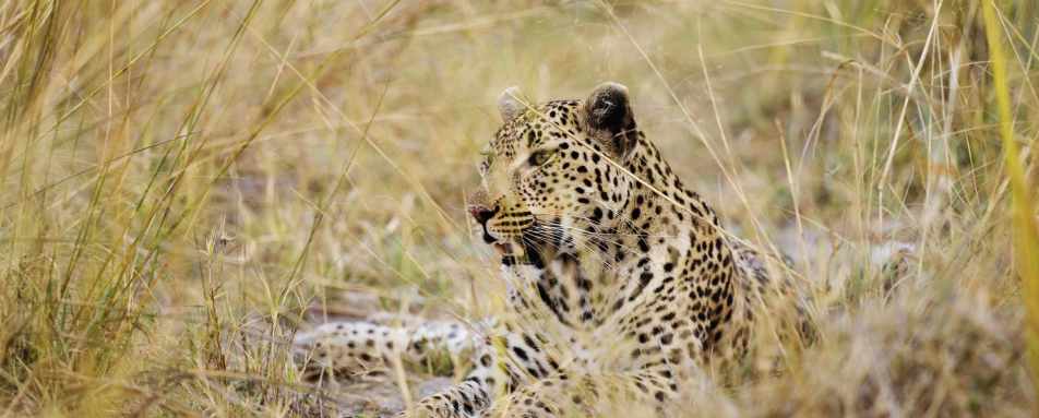 Leopard in grass - Botswana Honeymoon