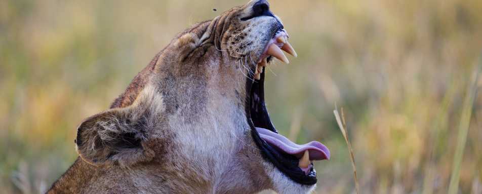 Lion yawning - Botswana Honeymoon