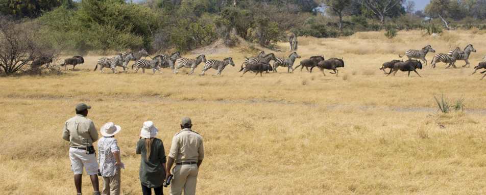 Walking safari from Sandibe - The Delta and Salt Pans
