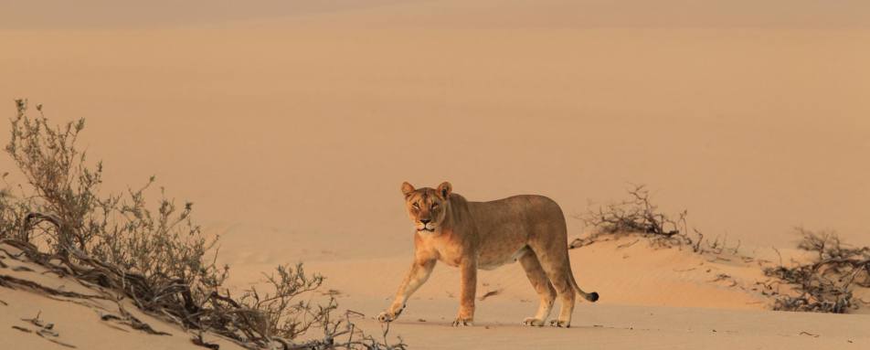 Desert-adapted lion at Hoanib Skeleton Coast Camp - Southern Africa Uncovered