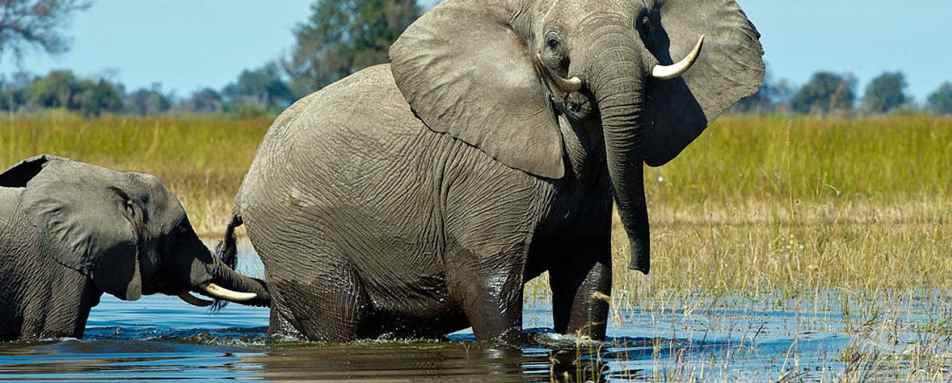 Elephants in the Delta - Southern Africa in Ultimate Luxury