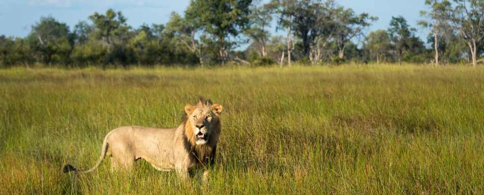 Lion in Delta - Southern Africa in Ultimate Luxury