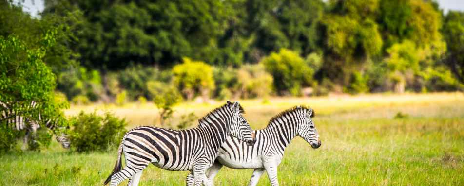 Zebras - Discover the Okavango Delta