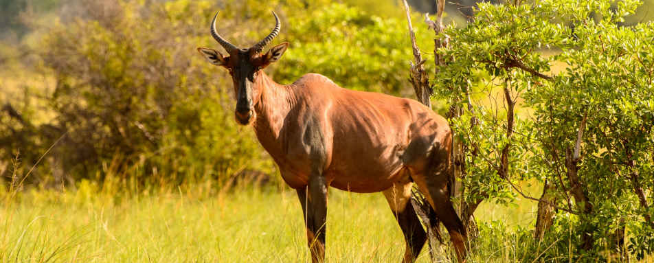 Tsessabe - Discover the Okavango Delta
