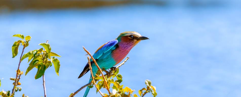 Lilac breasted roller - Discover the Okavango Delta