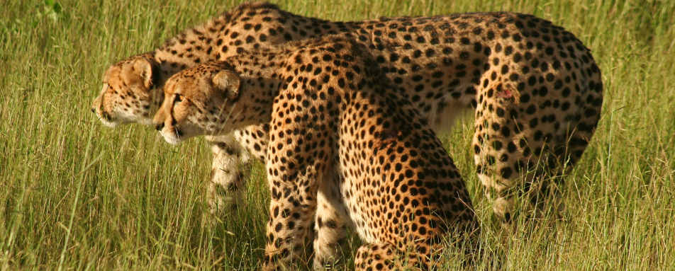 Cheetah - Discover the Okavango Delta