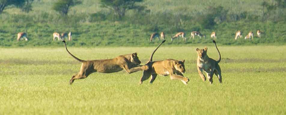 Lion in the Kalahari in Green Season  