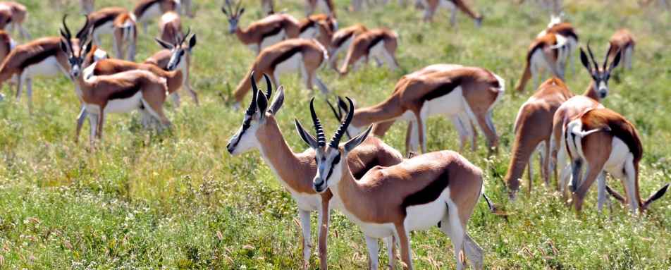 Springbok in the Kalahari 