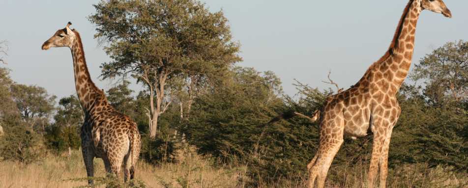 Botswana wildlife 