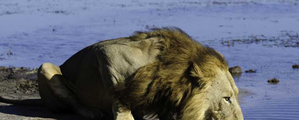 A lion drinking  