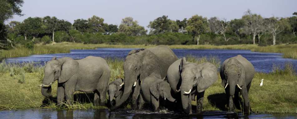 Elephants at Kings Pool 