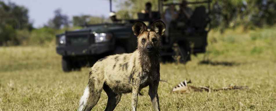 Wild dog in Linaynti 