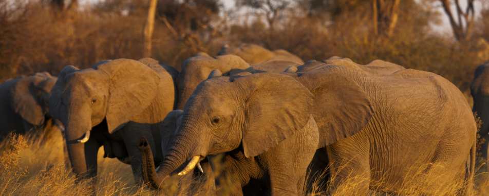 Elephants in Linyanti 