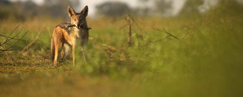 Black backed jackal 
