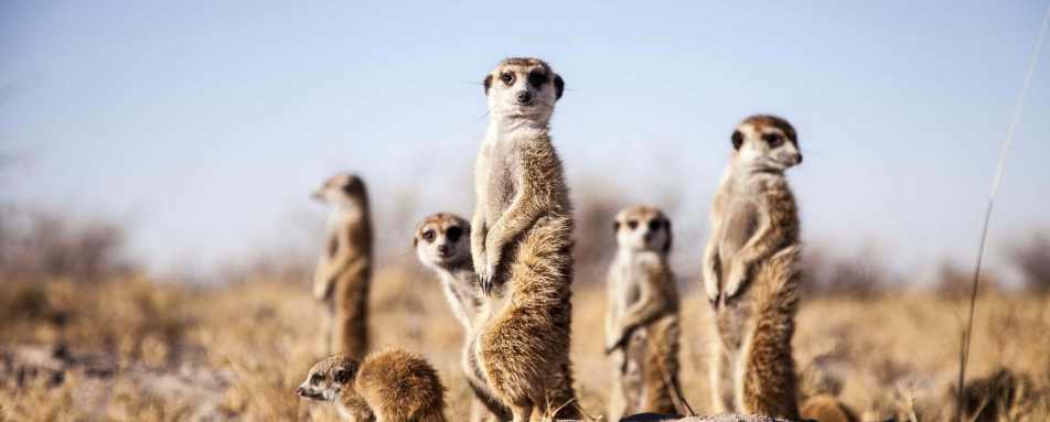 Meerkat Experience 