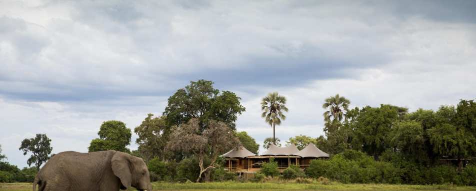 Mombo Camp with an elephant visitor  