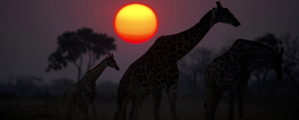 Giraffe at sunset 