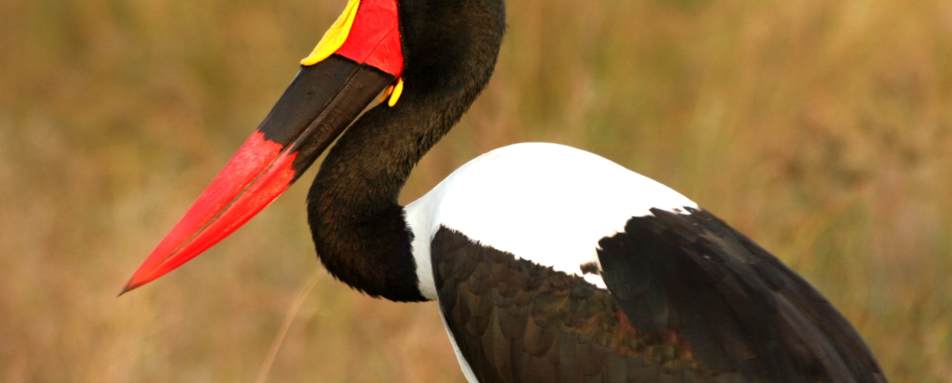 Saddle Billed Stork - Wild Botswana 