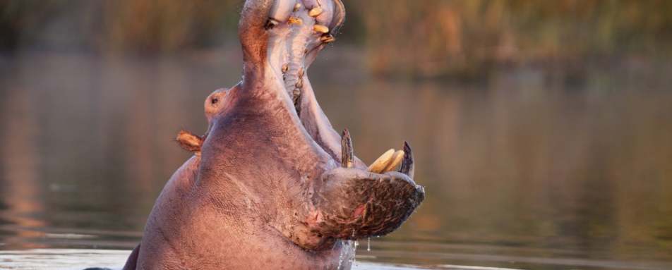 Hippo Yawn - Wild Botswana 