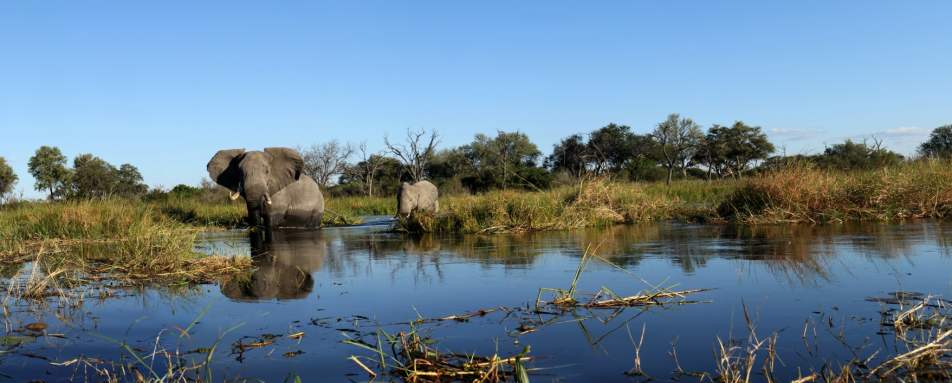 Elephants in water - Wild Botswana 