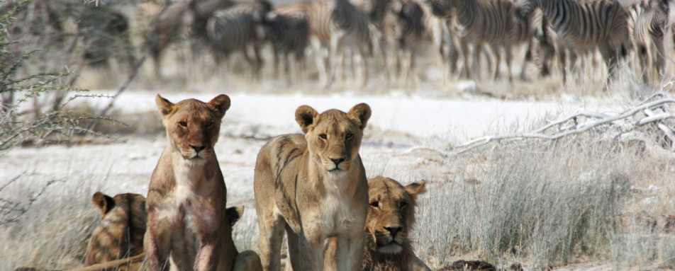 Lions and zebra - Wild Botswana 