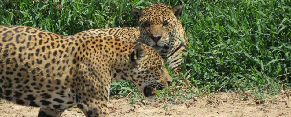 Araras Eco Lodge - Jaguars