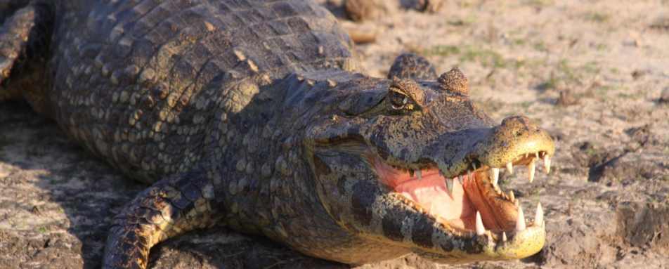 Caiman - Araras Eco Lodge