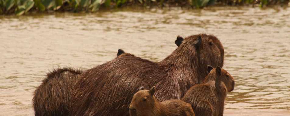 Capybara family - Araras Eco Lodge