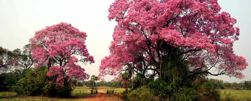 Piuvas Trees - Caiman Lodge