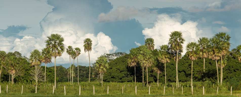 Pantanal - Caiman Ecological Refuge