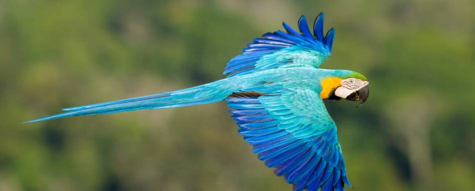 Macaw - Cristalino Jungle Lodge