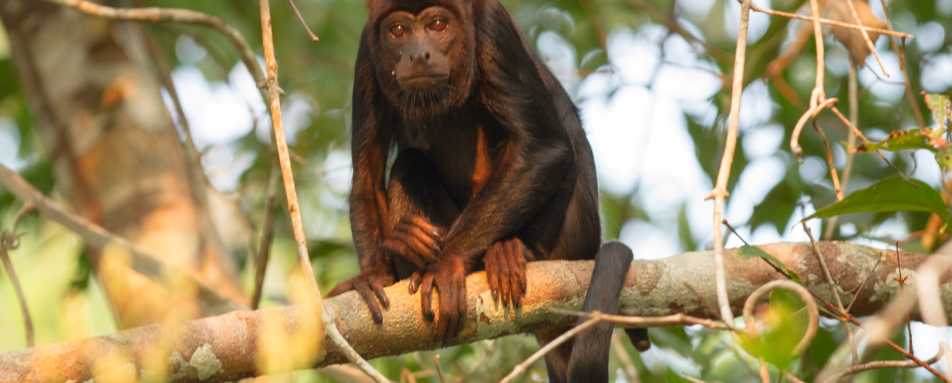 Howler Monkey - Cristalino Jungle Lodge